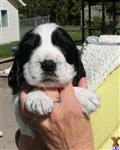 English Springer Spaniel