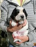 English Springer Spaniel