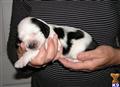 English Springer Spaniel