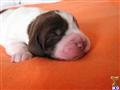 English Springer Spaniel
