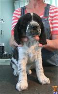 English Springer Spaniel