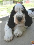 English Springer Spaniel