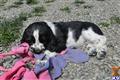 English Springer Spaniel