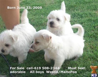 West Highland White Terrier Puppies for Sale