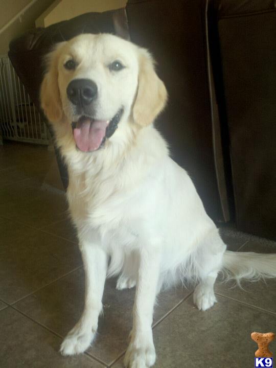 Stud Dogs - Golden Retriever