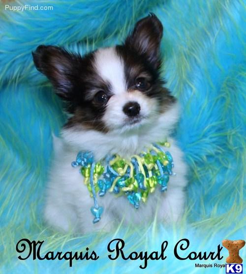 Papillon Puppies