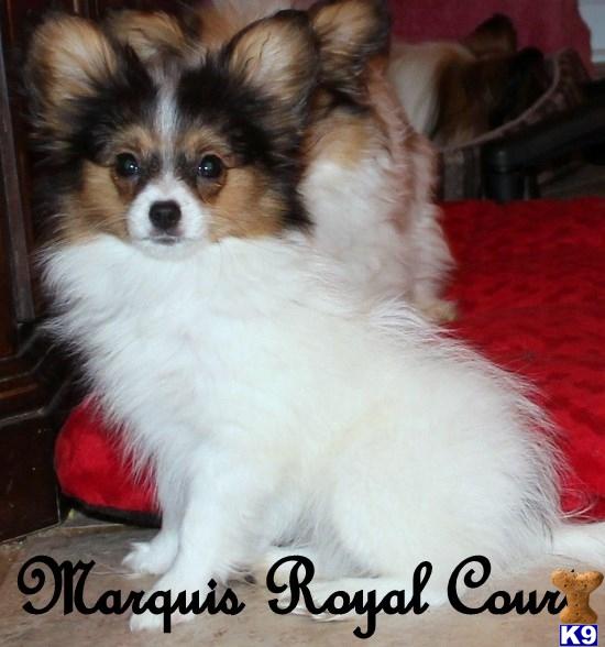 Papillon Puppies