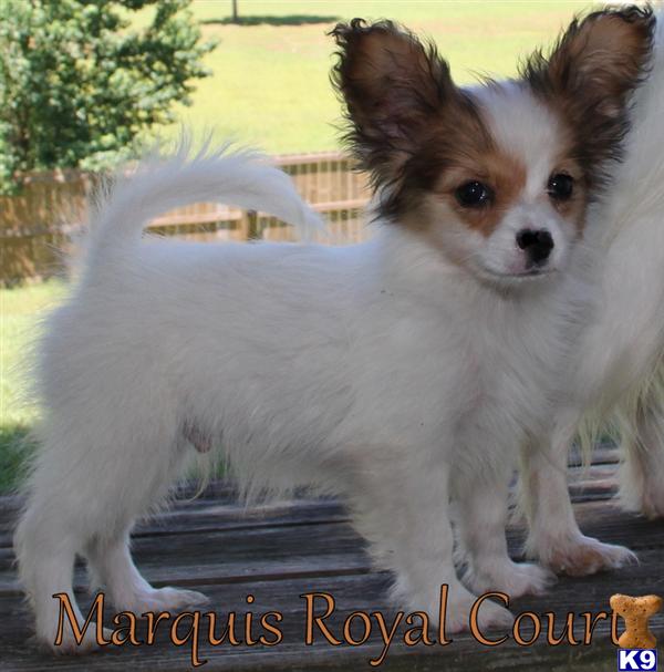 Papillon Puppies