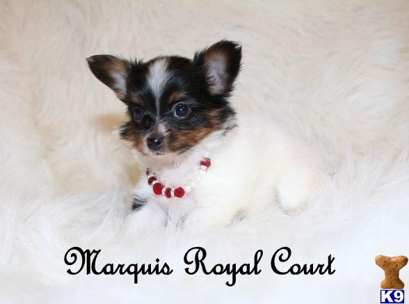 Papillon Puppies
