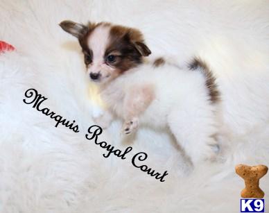 Puppies in MS