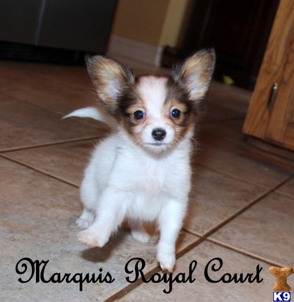 Papillon Puppies