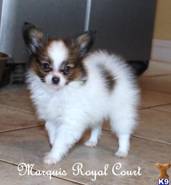 Papillon Puppies