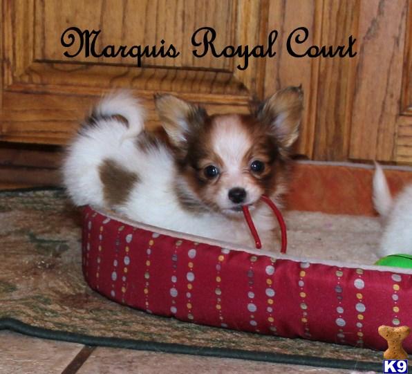 Papillon Puppies