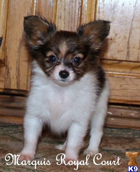 Papillon Puppies