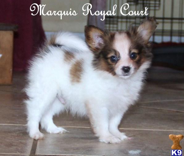 Papillon Puppies