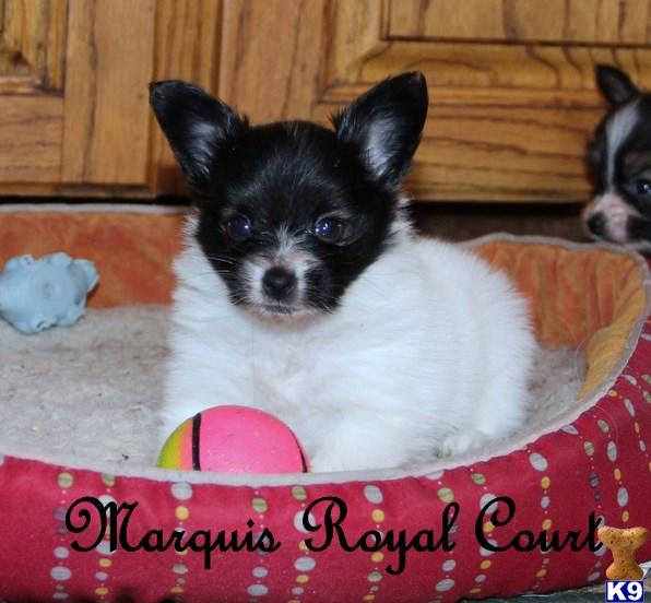 Papillon Puppies