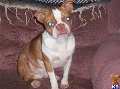 Dogs for Sale in IL
