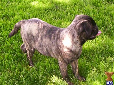 Pug Puppies for Sale