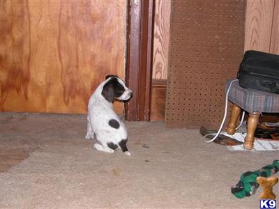 German Wirehaired Pointer Puppies for Sale