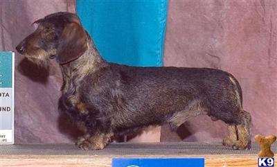 Stud Dogs - Dachshund