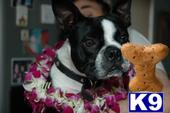 Stud Dogs - Boston Terrier