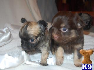 Puppies in MA