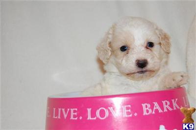 Puppies in MA