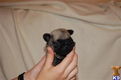 Puppies in MA
