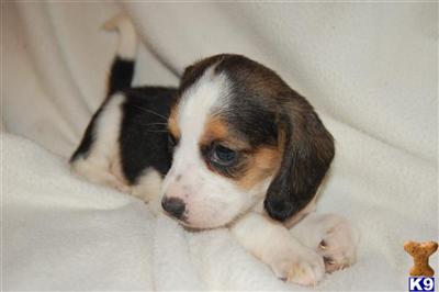 Puppies in MA