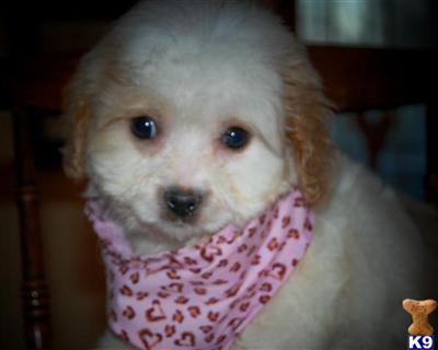 Puppies in MA