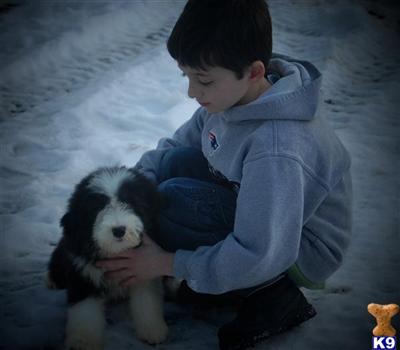 Puppies in MA