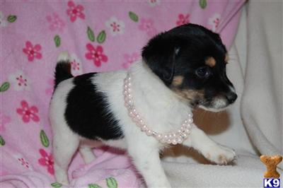 Puppies in MA