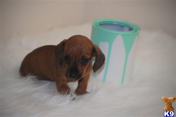 Dachshund Puppies