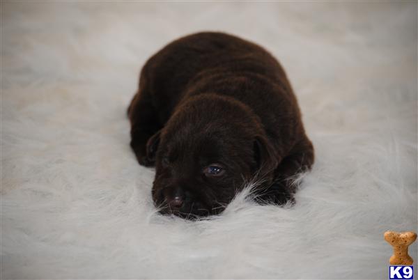 Puppies in MA