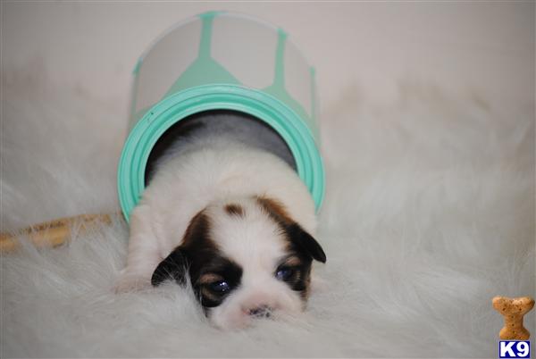 Puppies in MA