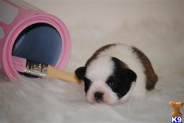 Puppies in MA