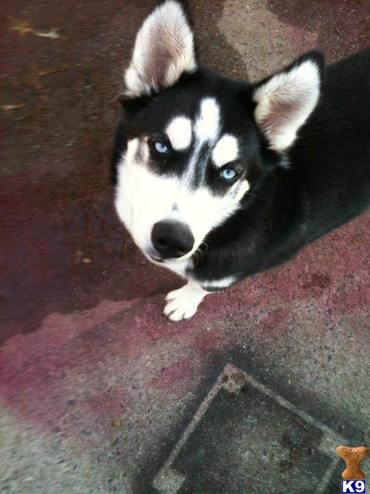 Stud Dogs - Siberian Husky