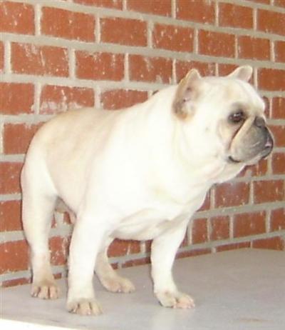 Stud Dogs in OK