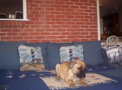 Bullmastiff Puppies for Sale