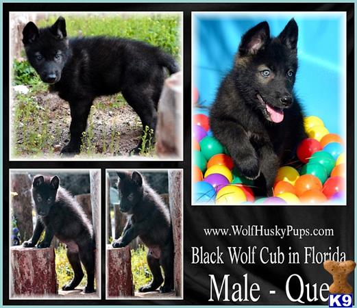 german shepherd puppies for sale in nc raleigh document moved german shepherd puppies for sale in nc raleigh document moved