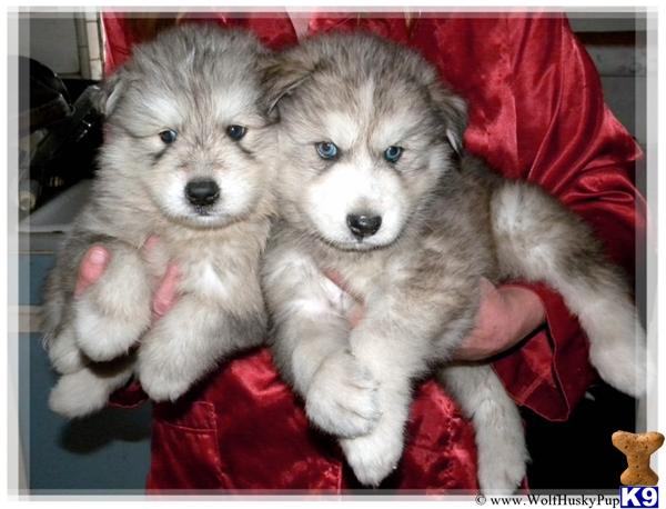 Husky Puppies For Adoption Long Island Husky Puppies For Adoption Long Island
