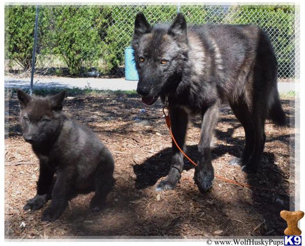 black phase wolfdog