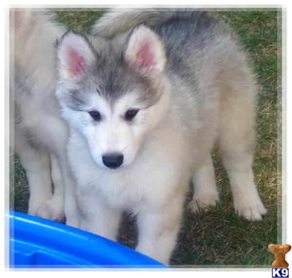 wolf puppies for sale in california document moved wolf puppies for sale in california document moved