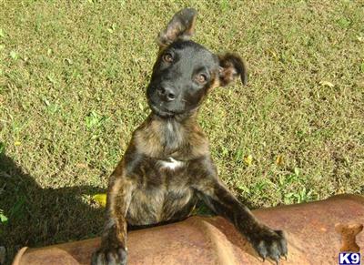 Dutch Shepherd Puppies for Sale