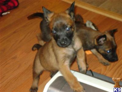 Belgian Malinois Puppies for Sale
