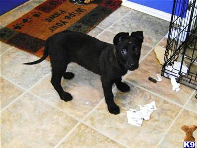 Belgian Malinois Puppies for Sale