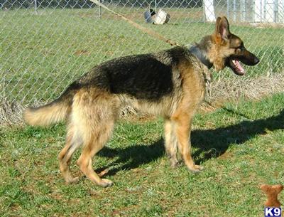 Dogs for Sale in NC