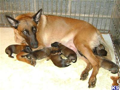Belgian Malinois Puppies for Sale