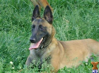 Belgian Malinois Puppies for Sale