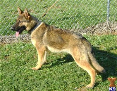 Dogs for Sale in NC